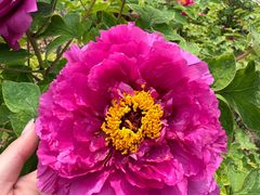 -震九州熟食(凯旋路店)