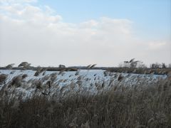 -盐城丹顶鹤湿地生态旅游区