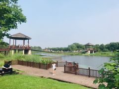 -荷塘月色湿地公园·向阳花洲
