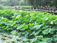 -前关湿地公园