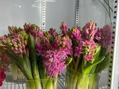 -双季花艺园艺市场(浦东店)
