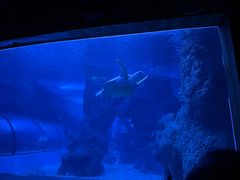-左海海底世界