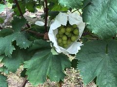 -马陆小张葡萄园农家乐