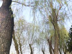 -迎泽公园