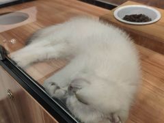 -袖虎·猫馆(体育西路店)