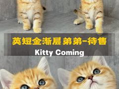-小猫来了·猫舍(红山六九七九店)