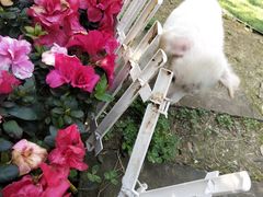 -三圣花乡旅游区