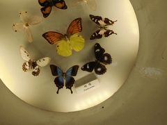-上海大自然野生昆虫馆(东方明珠·爬宠昆虫探索中心)