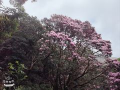 -梧桐山风景名胜区