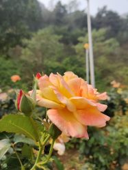 -密云玫瑰情园
