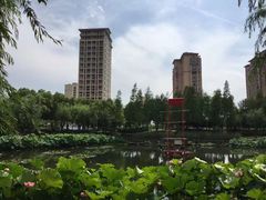 -陈家山荷花公园