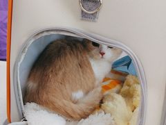 -北京观赏动物医院·24小时大型综合·猫专科·异宠专科