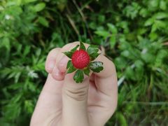 -终南山国家森林公园