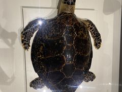 -青岛贝壳博物馆