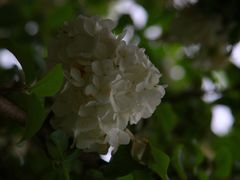 -杭州植物园