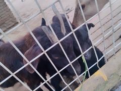 -武汉紫薇都市田园