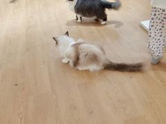 -1013 PET SHOP精品宠物商店(丁香店)