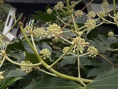 -秋霞圃