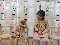 -柴迷FANS CLUB·柴犬狗咖·猫咖