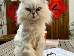 -喵屿·大理花园猫咖