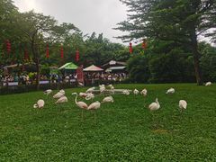 -广州长隆飞鸟乐园