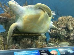 -上海海洋水族馆