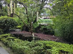 -桂湖森林公园