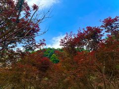 -广州市帽峰山景区