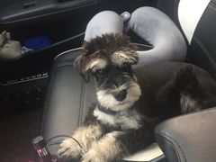-伟伟宠物医院·CT影像中心·瑞派犬猫综合性门诊(汉口总院)