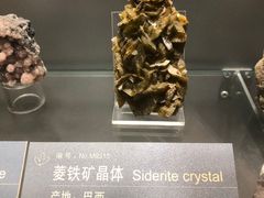 -中国地质博物馆