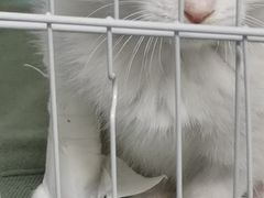 -达爱动物医院·犬猫分区·CT·复杂眼科(远洋山水分院)