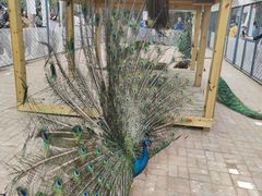 -长白岛森林公园