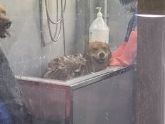 -宠福鑫康馨动物医院·骨科·眼科