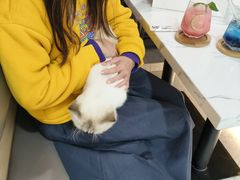 -喵园·猫主题咖啡厅·撸猫·猫咖(国贸店)