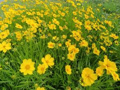 -嘉北郊野公园