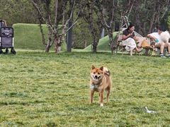 -爪吧宠物乐园 (温榆河示范区店)