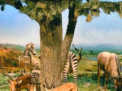 -国家自然博物馆