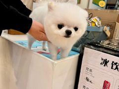 -瑞虹新天地月亮湾