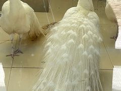 -沈阳森林动物园