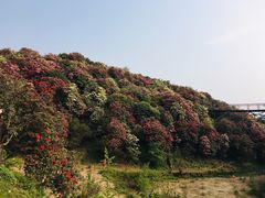 -贵州百里杜鹃风景名胜区