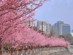 -望江楼公园