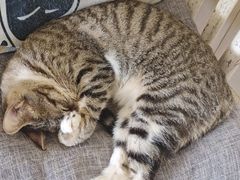 -海边的猫和咖啡馆