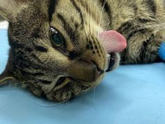 -派特宠物医院(圆融广场店)