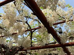 -嘉定紫藤园