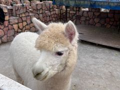 -J Create城市露营咖啡·简餐·宠物(上海动物园店)