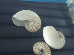 -上海海洋大学鱼文化博物馆(军工路校区)