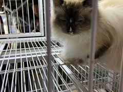 -中环花鸟鱼虫市场