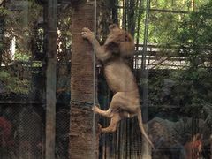 -清迈夜间动物园