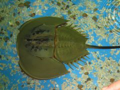 景点-秦皇岛乐岛海洋王国