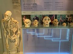 -墨尔本博物馆(Melbourne Museum)